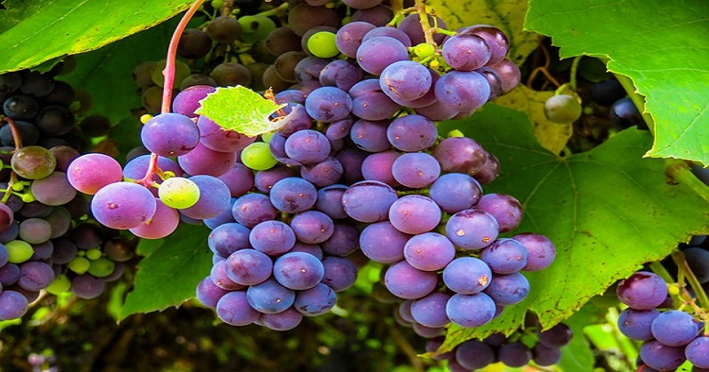 Benefícios da uva para a sua saúde