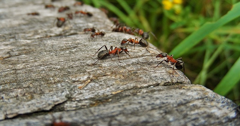 Dicas caseiras para eliminar as formigas em casa