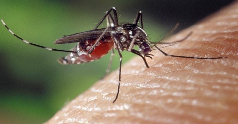 Tire suas duvidas sobre Transmissão da dengue